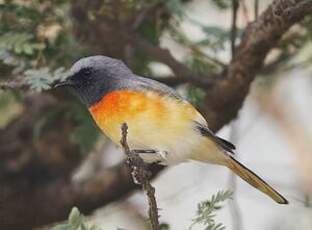 Minivet oranor