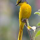 Minivet rouge
