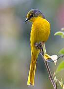 Long-tailed Minivet