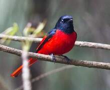 Minivet rouge