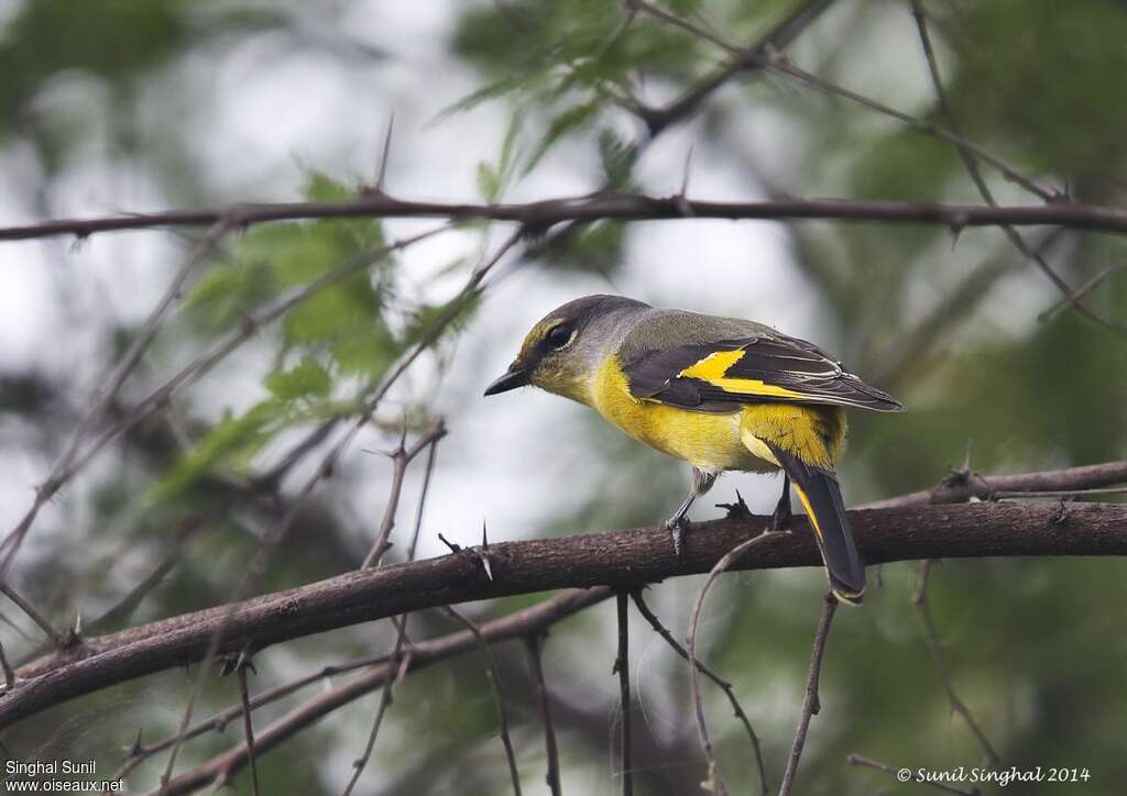 Long-tailed Minivet female adult, identification