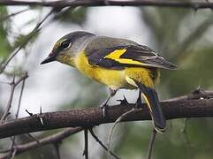 Long-tailed Minivet