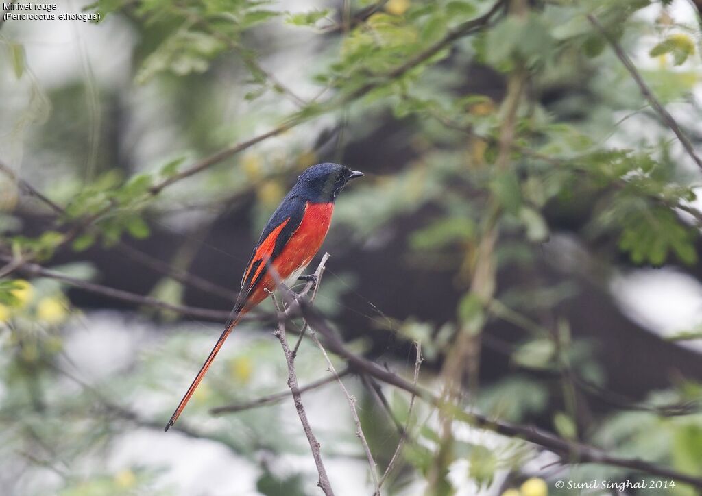 Minivet rouge mâle adulte, identification