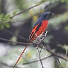 Minivet rouge