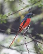 Minivet rouge