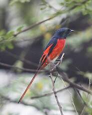 Minivet rouge