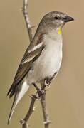 Yellow-throated Sparrow