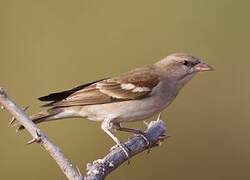 Yellow-throated Sparrow