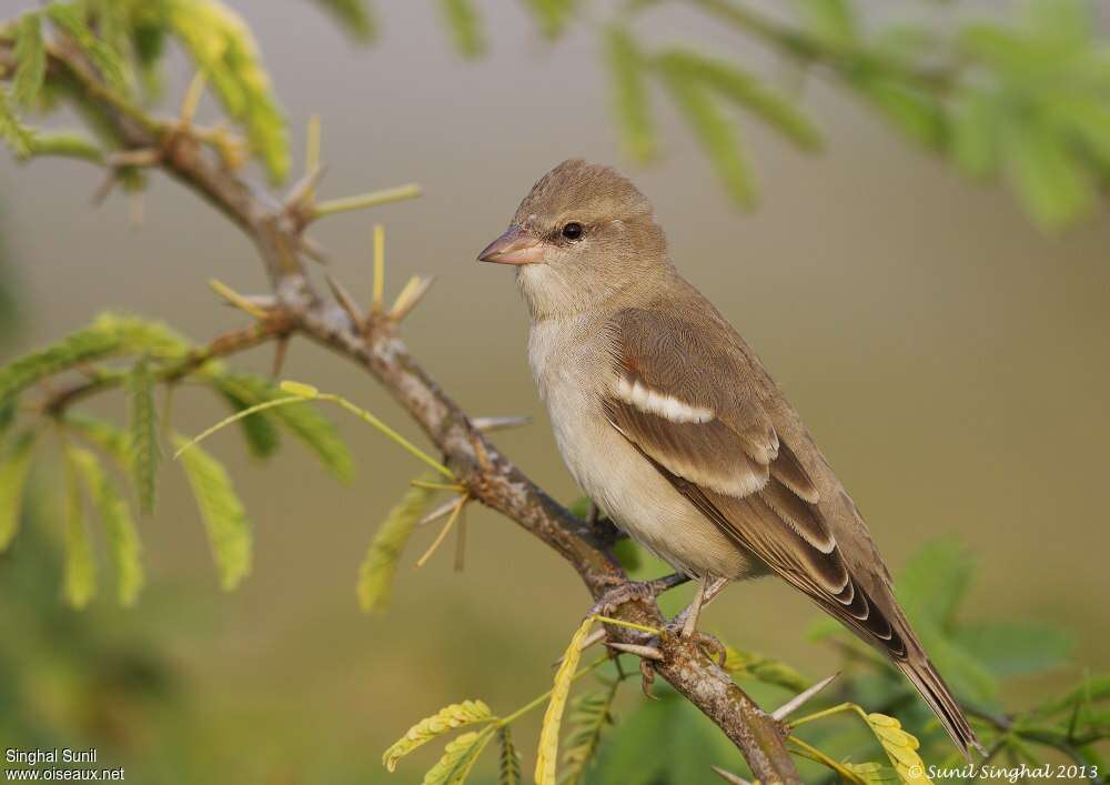 Yellow-throated Sparrowadult