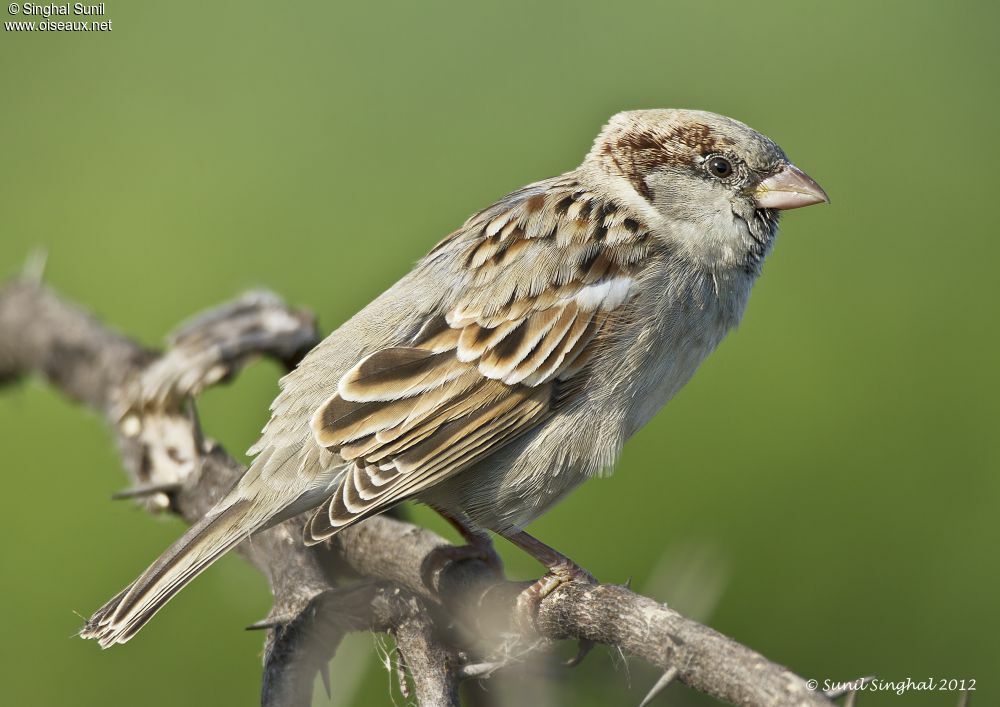 Moineau domestique mâle adulte, identification