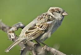 House Sparrow