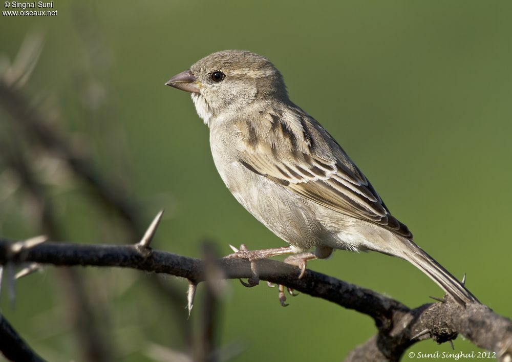 Moineau domestique femelle adulte, identification