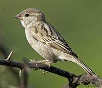 Moineau domestique