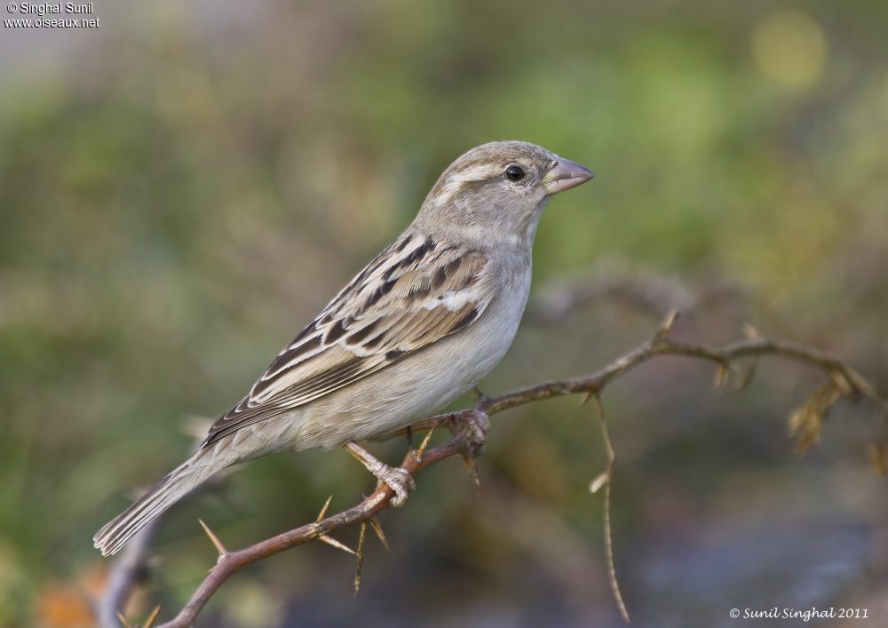 Moineau domestique femelle adulte, identification