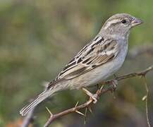 House Sparrow