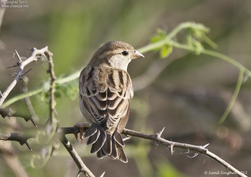 House Sparrow female adult, identification