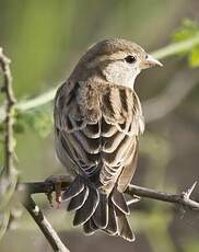 Moineau domestique