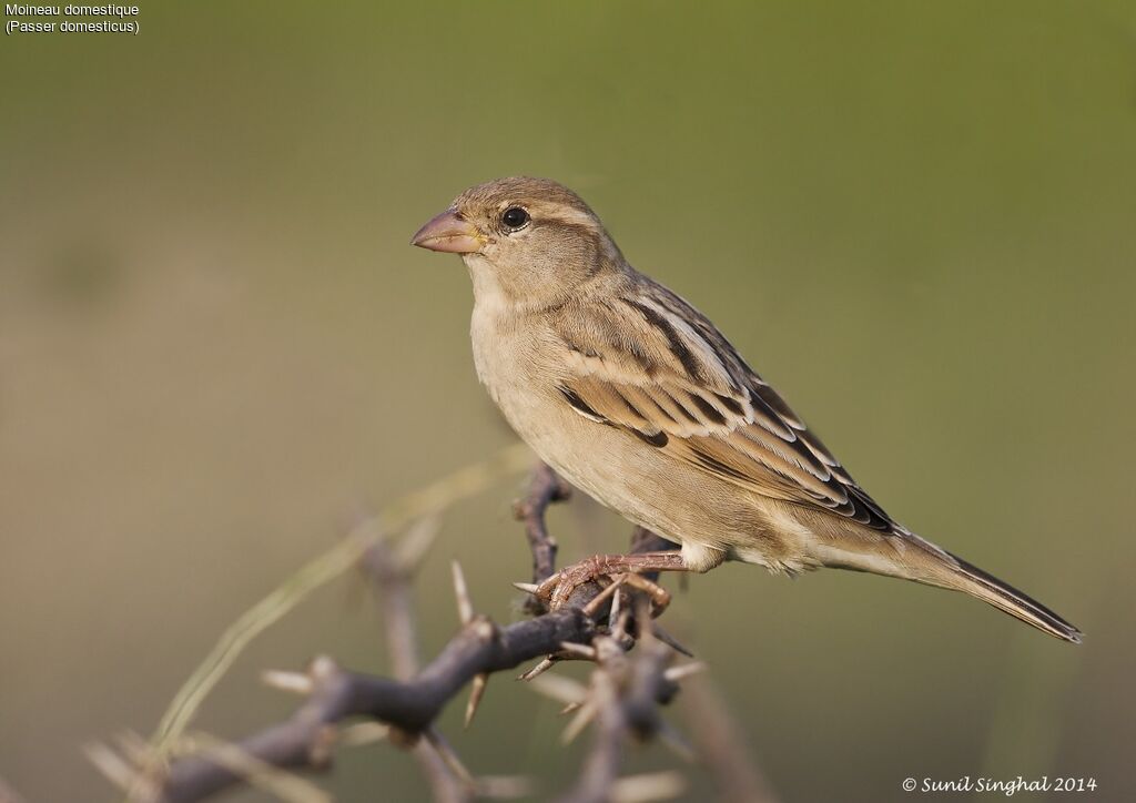 House Sparrow female adult, identification