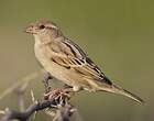 Moineau domestique