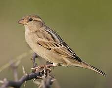 House Sparrow