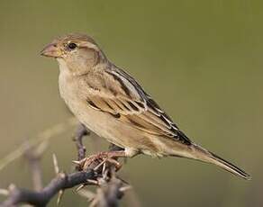 Moineau domestique