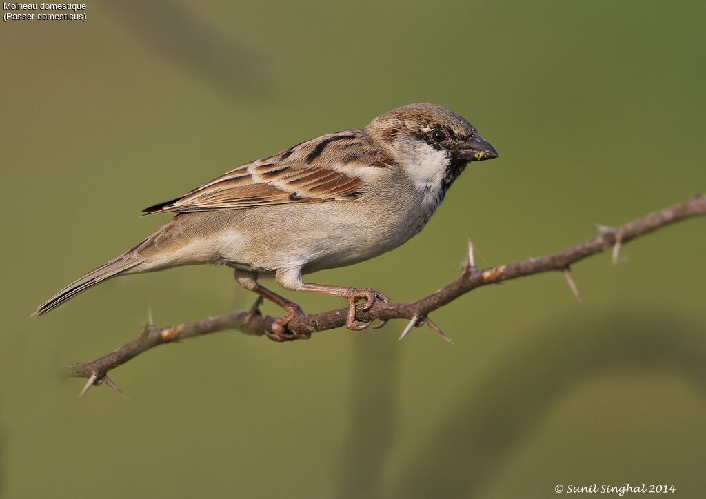 House Sparrow male adult, identification