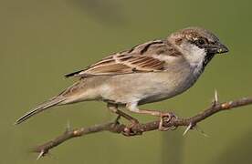 Moineau domestique