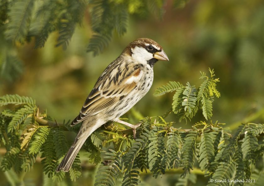 Moineau espagnol