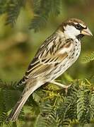 Spanish Sparrow