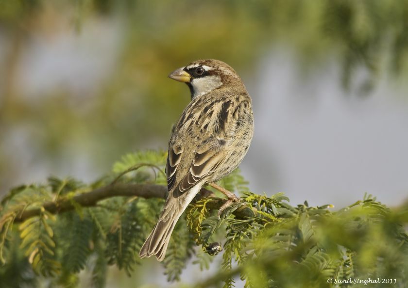 Spanish Sparrow