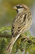 Spanish Sparrow