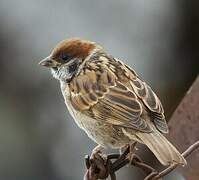 Eurasian Tree Sparrow