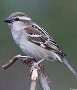 Russet Sparrow