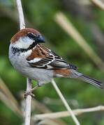 Russet Sparrow