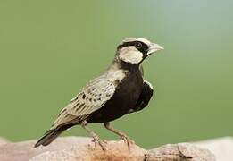 Ashy-crowned Sparrow-Lark