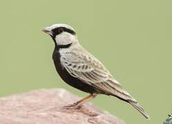 Ashy-crowned Sparrow-Lark