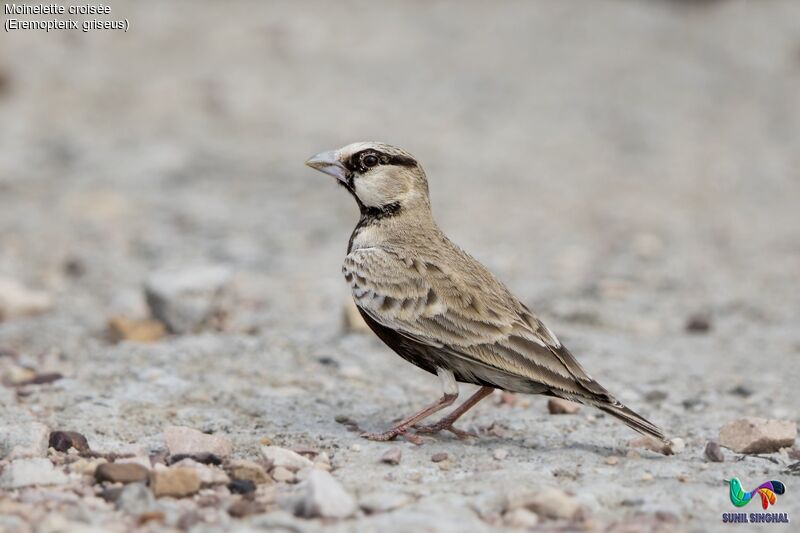 Ashy-crowned Sparrow-Lark male adult
