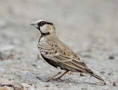 Ashy-crowned Sparrow-Lark