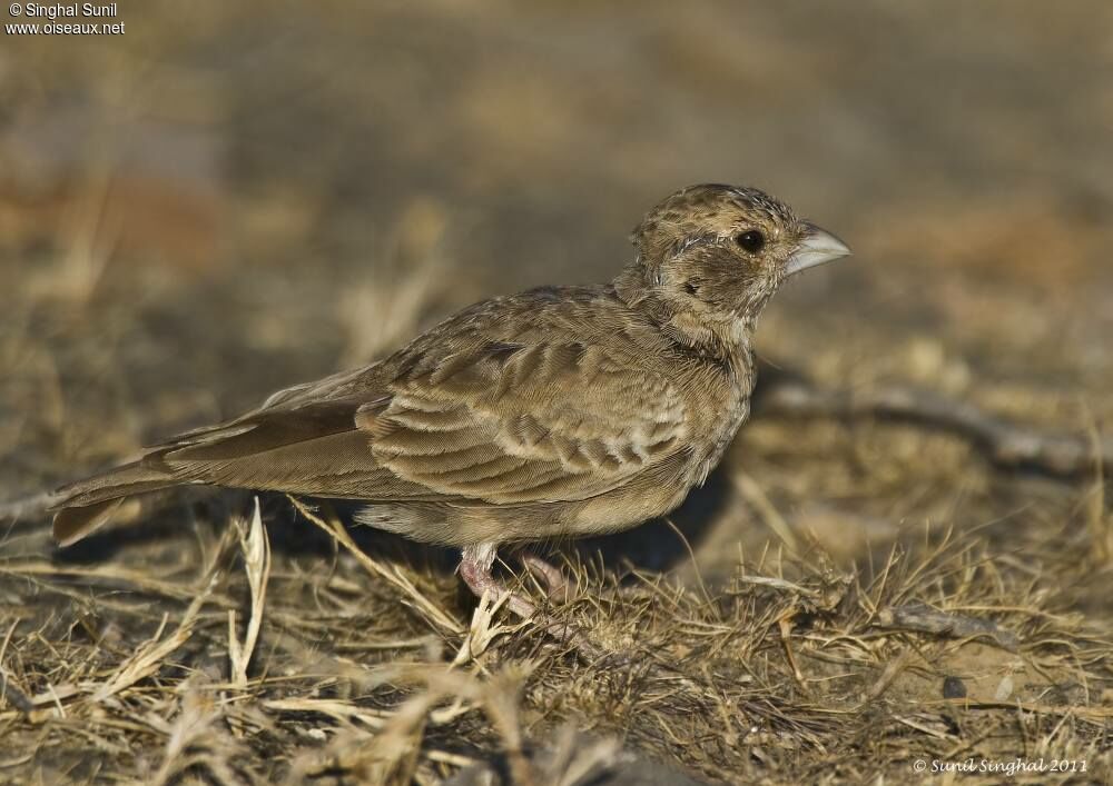 Ashy-crowned Sparrow-Lark female adult, identification