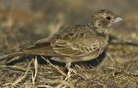 Ashy-crowned Sparrow-Lark