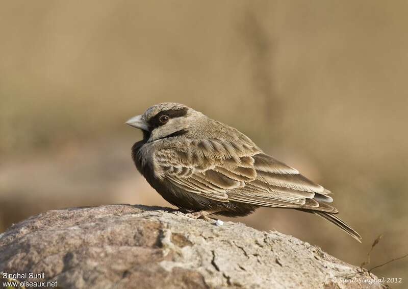 Ashy-crowned Sparrow-Lark male adult, Behaviour