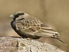 Ashy-crowned Sparrow-Lark