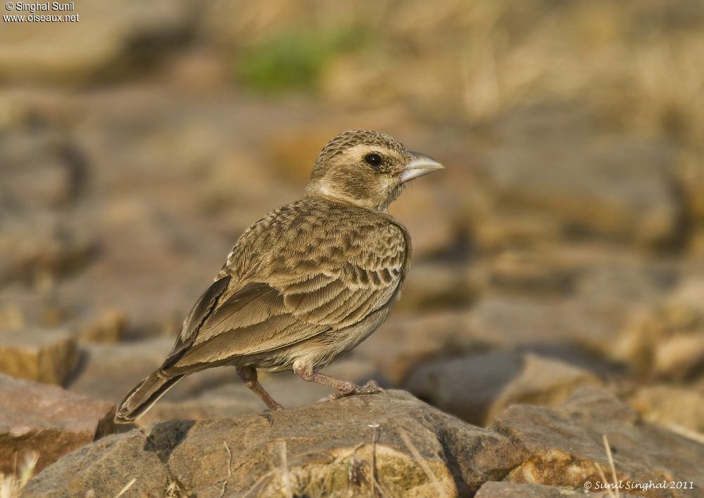 Ashy-crowned Sparrow-Lark female adult, identification