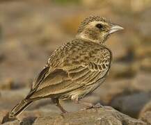 Ashy-crowned Sparrow-Lark