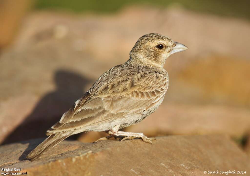 Ashy-crowned Sparrow-Lark female adult, identification