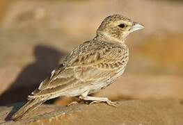 Ashy-crowned Sparrow-Lark