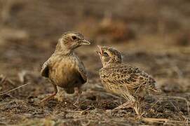 Ashy-crowned Sparrow-Lark