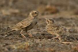 Ashy-crowned Sparrow-Lark