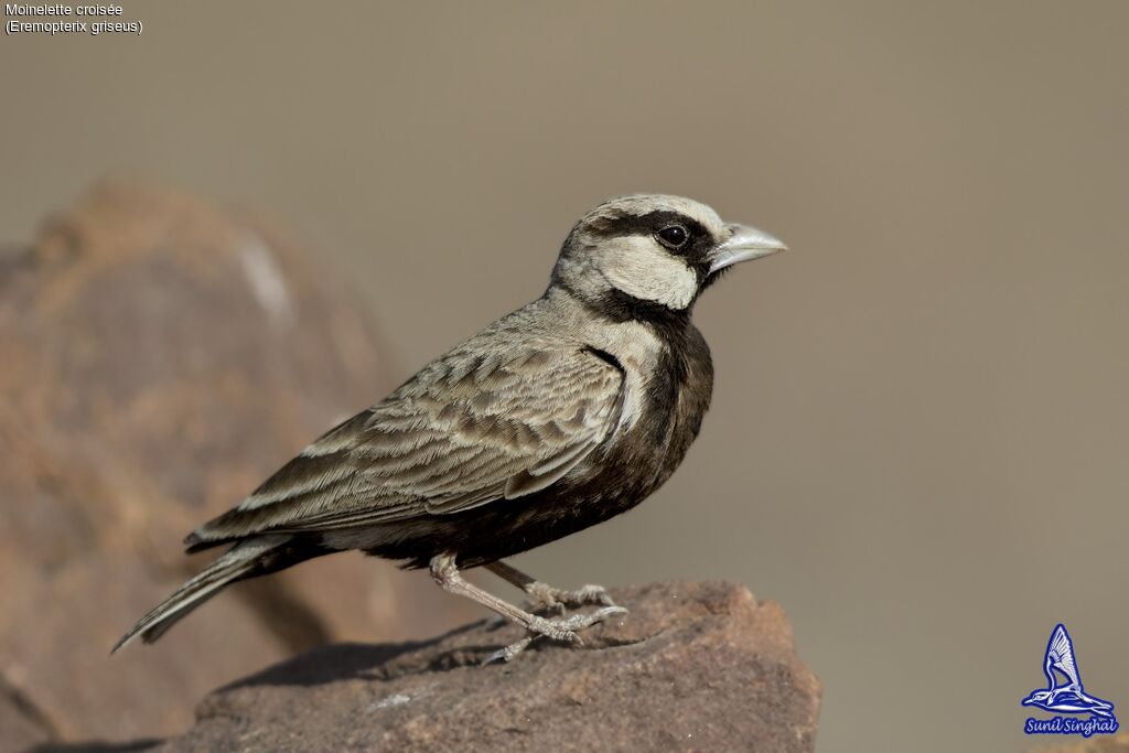 Ashy-crowned Sparrow-Lark male adult, close-up portrait