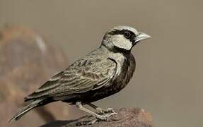 Ashy-crowned Sparrow-Lark